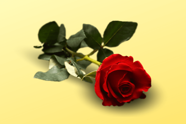 Mother’s Day Novena